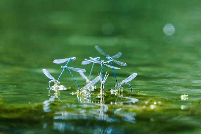 Dragonflies in water