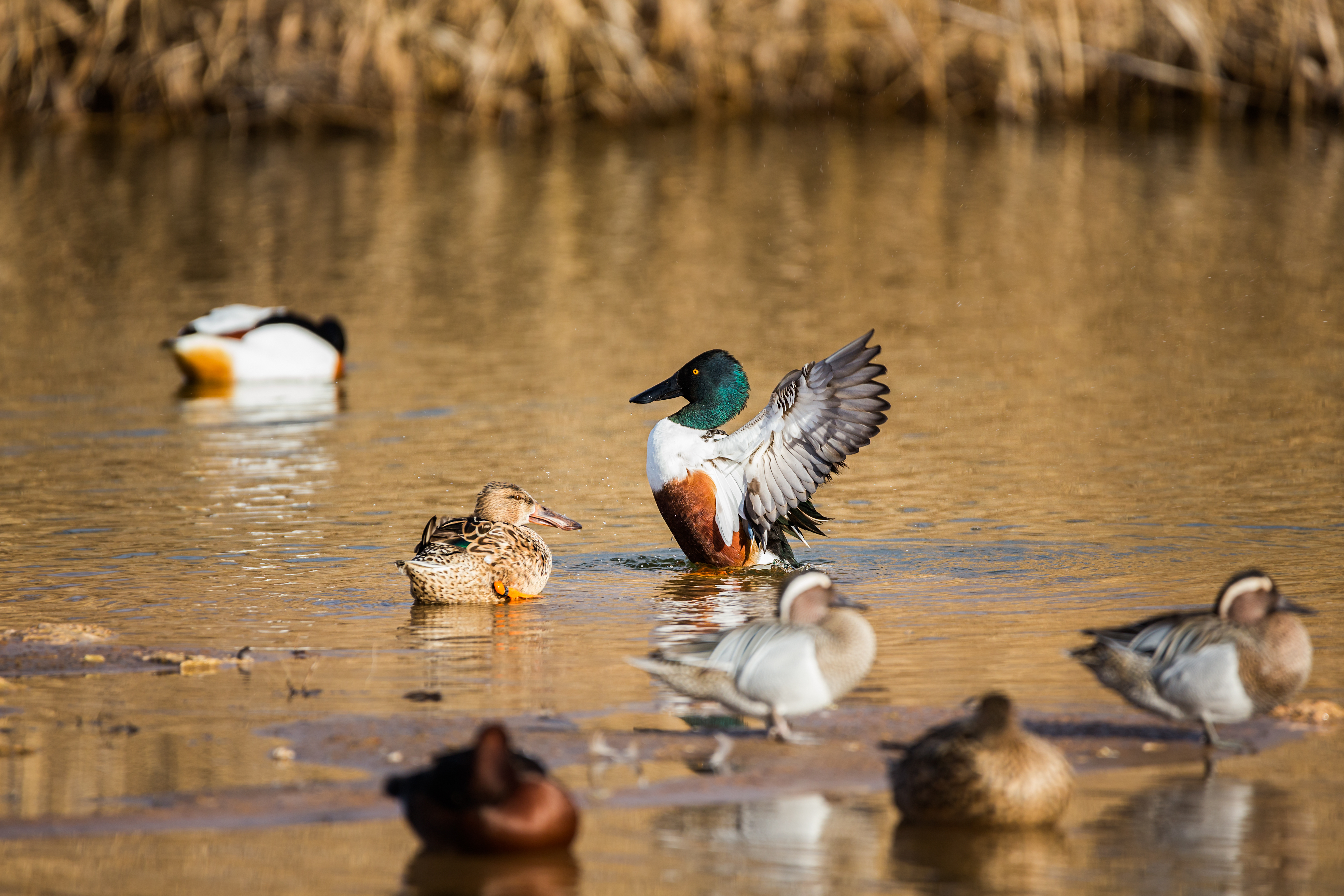 Freshwater birds