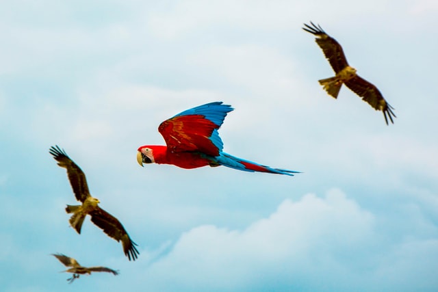 Parrots and eagles in flight