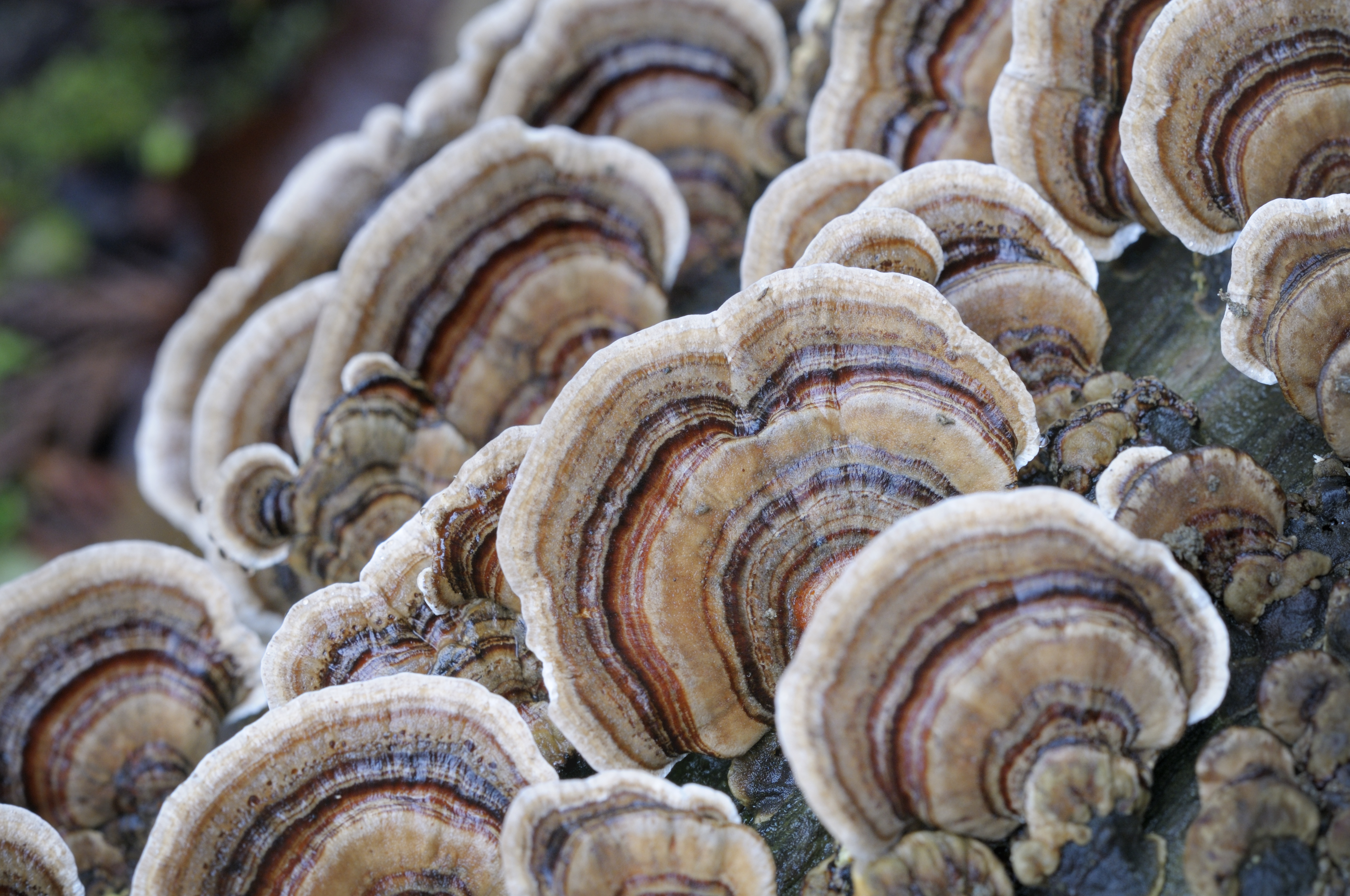 Fungi