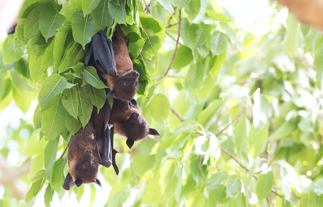Fruit bats hanging in a tree