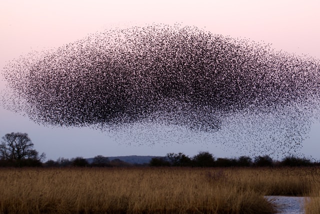 Flock of birds over field